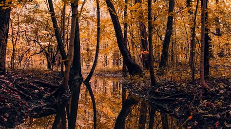 Download Wallpaper 3840x2160 River Forest Trees Autumn