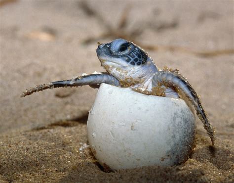 Sea Turtles Earths Ancient Mariners Wwf