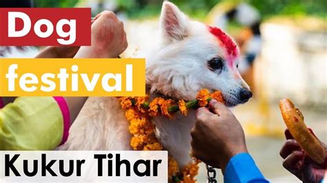 Dog Festival In Nepal Kukur Tihar Youtube