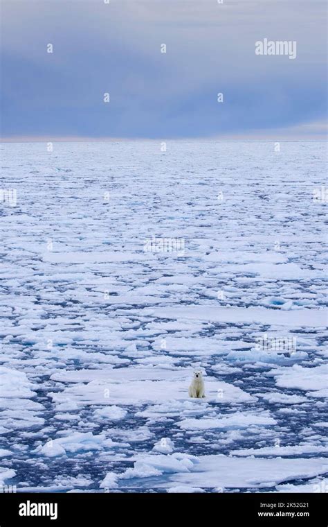 Lone Polar Bear Ursus Maritimus Standing On Drift Ice Ice Floe In