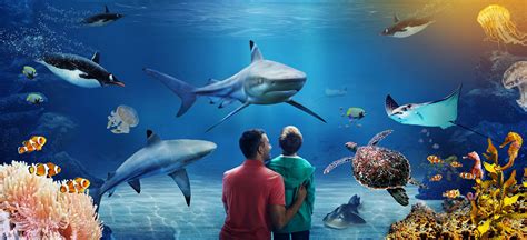 Visit Sea Life London Aquarium For Sharks Jellyfish And More