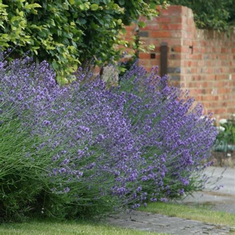 Buy Lavender Lavandula Angustifolia Munstead Delivery By Waitrose Garden