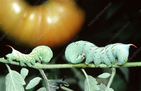 Tobacco Hornworms On Tomato Plant Stock Image C006 5839 Science Photo Library