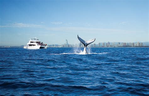 Whale Watching Tours And Cruises Gold Coast Australia