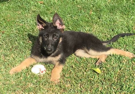 Welcome we sale the show line german shepherd. German Shepherd Puppies For Sale | Daytona Beach, FL #171566