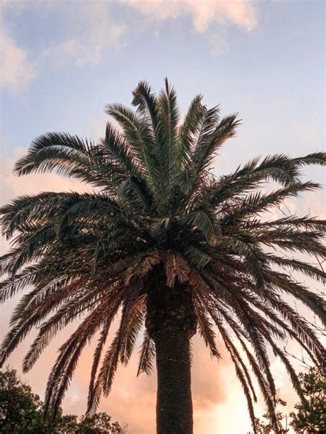 1000 Amazing Palm Tree Photos Pexels · Free Stock Photos Nature
