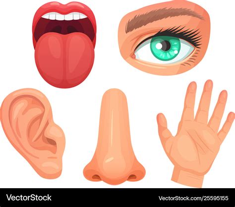 Human Senses Cartoon Icons With Eye Nose Vector Image Hot Sex Picture