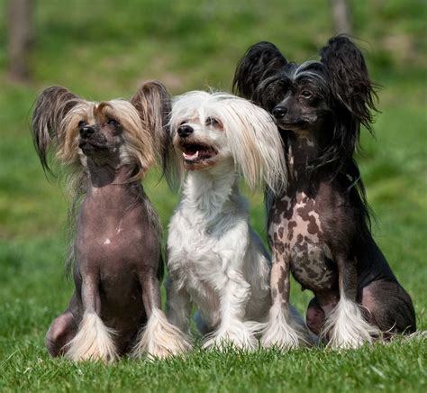 Chinese Crested Dogs Which One Will You Choose Dogbreeds