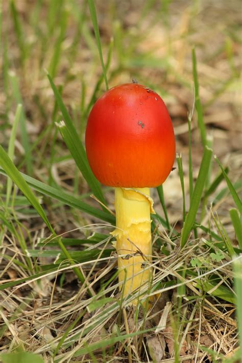 Orange Mushroom In Grass Free Stock Photo Public Domain Pictures