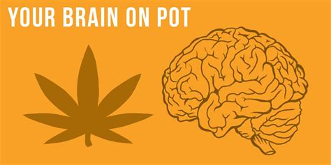 Your Self Series Your Brain On Pot