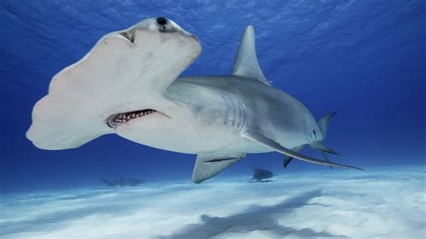 Biolodzy Morscy Odkryli „przedszkole” Rekinów Młotów Pierwsze Na
