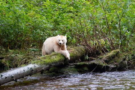 Worlds Largest Forest Carbon Initiative In The Great Bear Rainforest