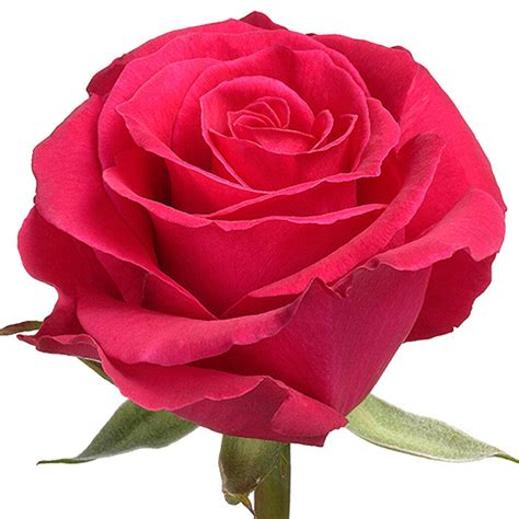 Hot Pink Roses Wholesale Roses Hot Lady Roses