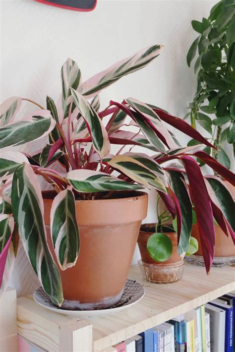 Interiors Trends 2018 House Plants Indoor Indoor Garden Plant Mom