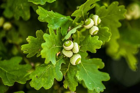 Oak Trees And Acorn Production Weather Location And Other Factors
