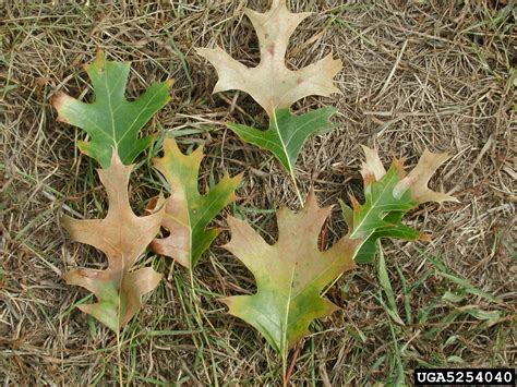 Oak Wilt Bretziella Fagacearum