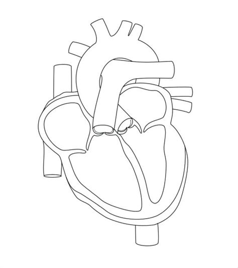 Get Easy Way To Draw Human Heart Diagram Class PNG World Of Images