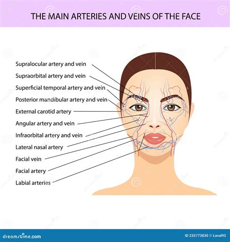 Major Arteries And Veins Of The Face Vector Medical Illustration Stock