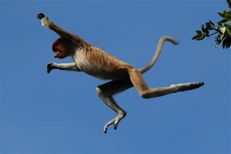Fileproboscis Monkey Nasalis Larvatus Jumping Wikimedia Commons
