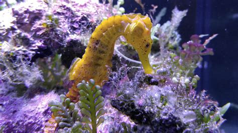 Seahorse Wordsearch Vocabulary Crossword And More