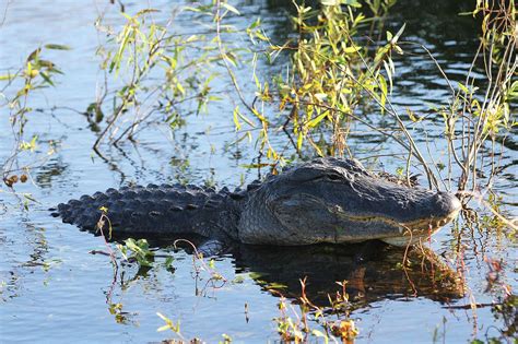 Oct 05, 2017 · the california alligator farm, which opened in 1907 and operated until 1953, was home to more than 1,000 gators, from babies to full grown adults. File:American Alligator - Alligator mississippiensis ...