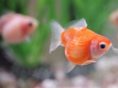 Pearlscale Goldfish Care Guide And Species Profile Fishkeeping World