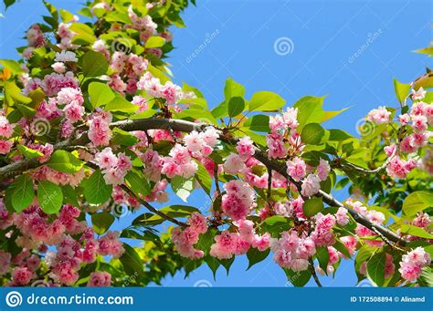 Beautifully Blossoming Tree Branch Cherry Sakura And Sky Stock Photo