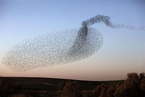 A Murmuration Of Starlings Starlings Dance Across The Winter Sky