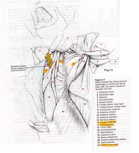 Diagram of normal airway anatomy, frontal view. cat muscles | Interal Chest Muscles | cat muscles ...