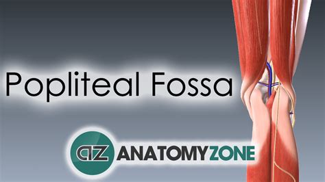 Popliteal Fossa 3d Models Video Tutorials And Notes Anatomyzone