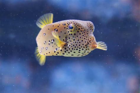 What To Feed Green Spotted Puffer