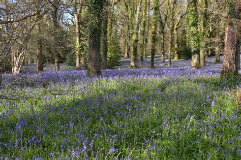 Bluebell Woods Near Pamphill Dorset Dorset Photography Ideas Woods