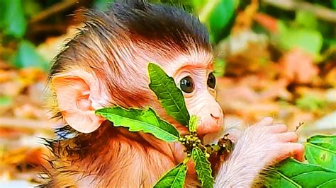 So Cute And Funny Baby Monkey Just Born At The Moment Congrats Youtube