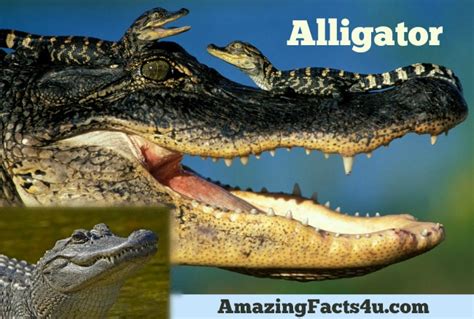 25 Amazing Facts About Alligator Amazing Facts 4u