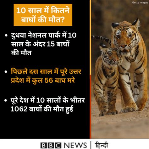 उत्तर प्रदेश में 4 बाघ और एक तेंदुए की मौत का क्या है मामला Bbc News