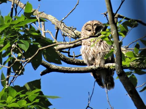 Bedford Audubon Society Barred Owl