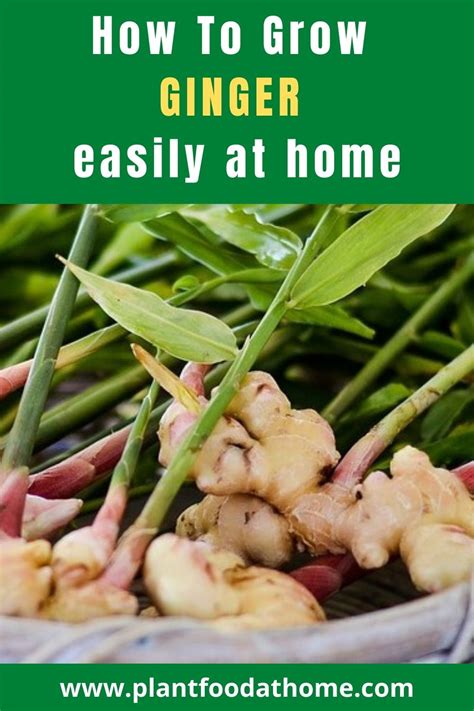 How To Grow Ginger Guide To Growing Ginger At Home Growing Ginger Planting Ginger Root Grow