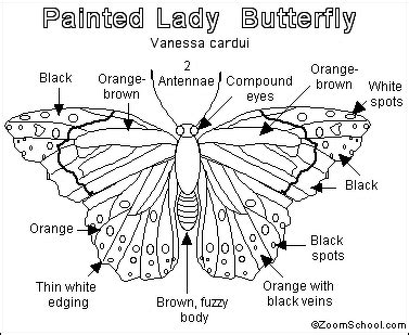Well Labeled Diagram Of Analogous Organs Of Butterfly Science