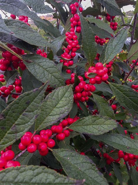 Search results for: 'be inspired showy winter shrubs' | Winter shrubs, Winter plants, Winter garden