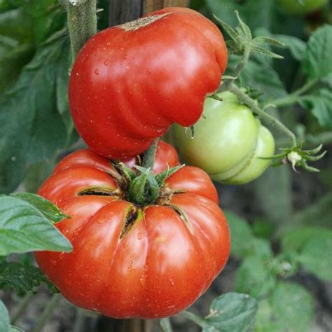 Tomatoes For Your Victory Garden Grow Your Roots