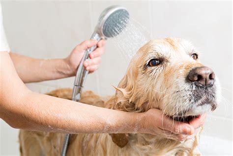 Cleaning With Pets Everyday Household And Personal Care Products