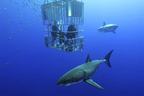 Dive With Great White Sharks South Africa Luxury Guide Usa