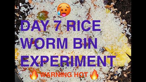 Can Worms Eat Rice Update New