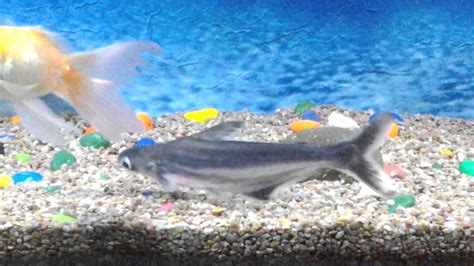 My New Rainbow Sharks And Koi Carp Fishes Youtube