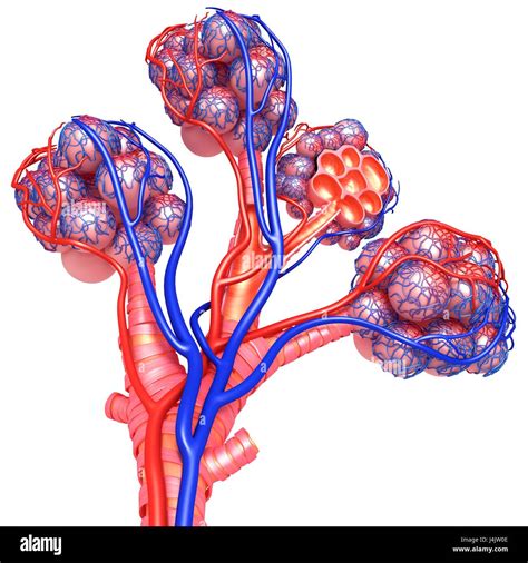Illustration Of The Capillaries And Alveoli Of The Lungs Stock Photo