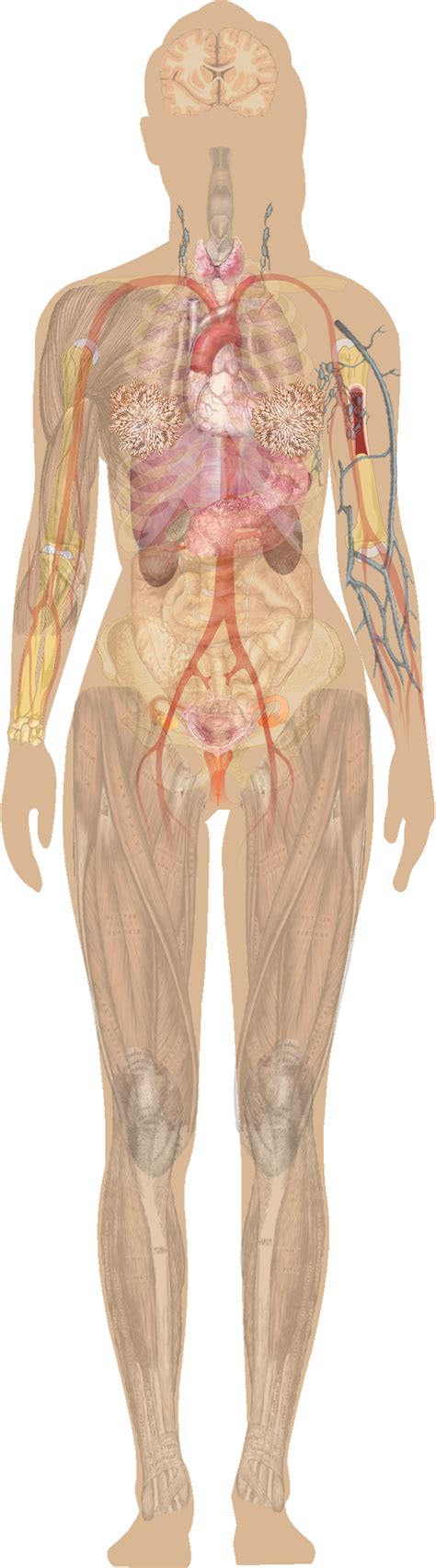 Download Female Shadow Anatomy Without Labels - Human Body Without Labels Clipart Png Download ...