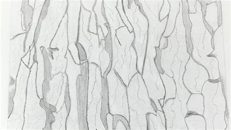 Tree Bark Texture Drawing Pic Spatula