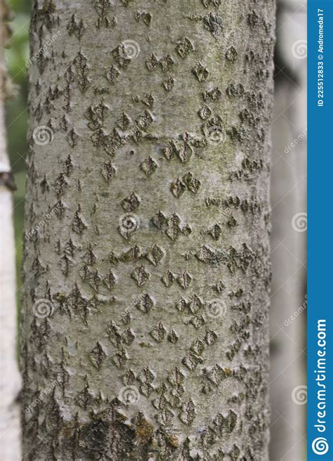 Aspen Trunk Aspen Bark Aspen Bark Texture Stock Image Image Of