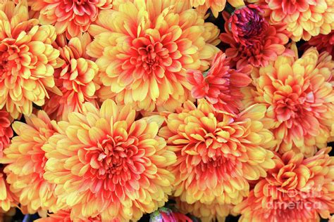 Blooms Of Colorful Fall Autumn Mums Photograph By Alexandar Iotzov