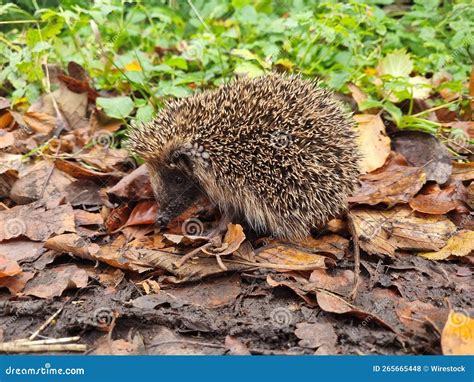 Closeup Of A Hedgehog In The Forest Stock Photo Image Of Fauna